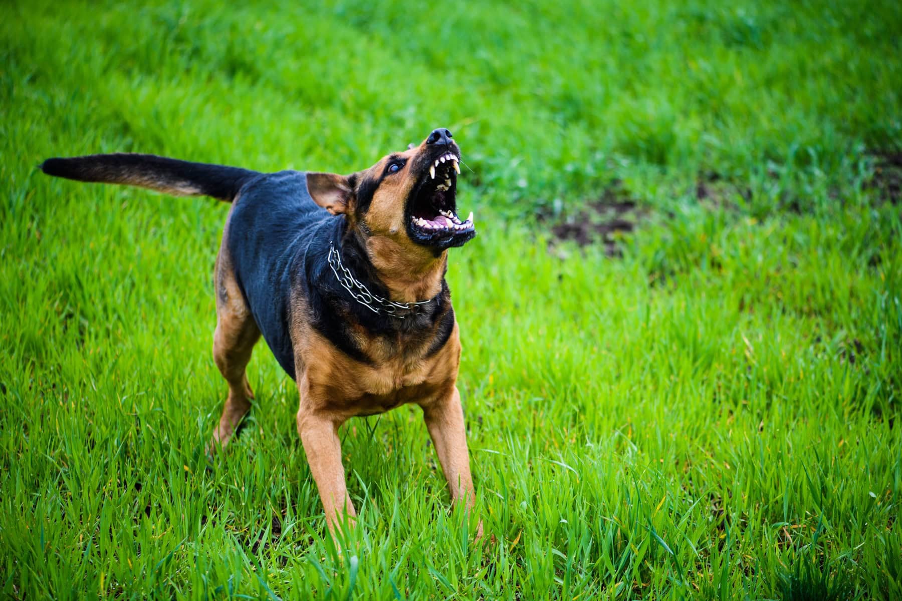 Dog Bite Featured Imae
